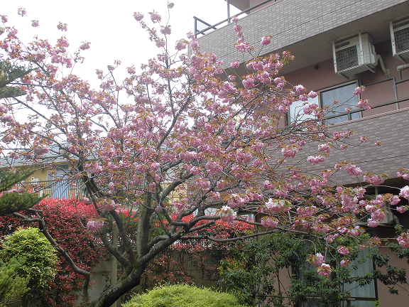 4月12日　サトザクラ　開花